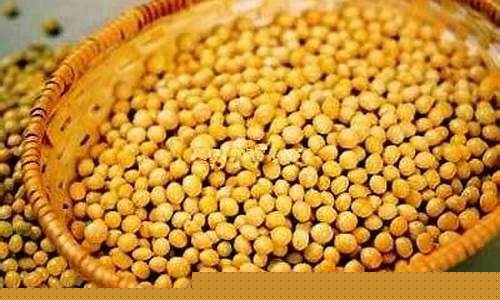 美黄豆期货量(美黄豆期货金投网)_https://www.fzdzcxj.com_科创板_第1张