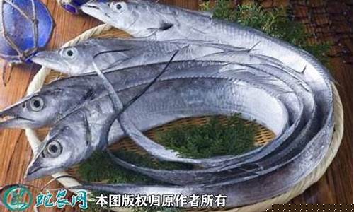 带鱼期货最新行情(带鱼价格走势图)_https://www.fzdzcxj.com_深交所_第1张