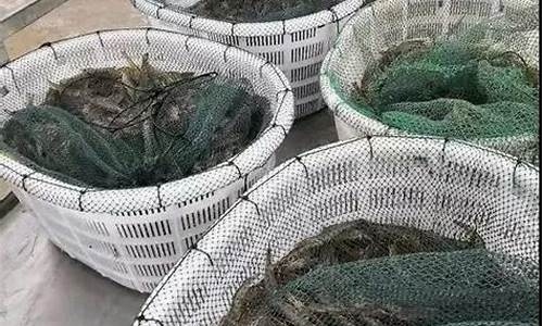今年的虾价格(市场虾价格)_https://www.fzdzcxj.com_科创板_第1张