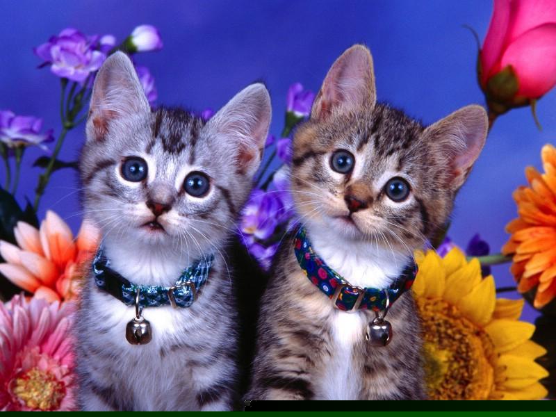 中外英豪股市直播室(中英股票)_https://www.fzdzcxj.com_上交所_第1张