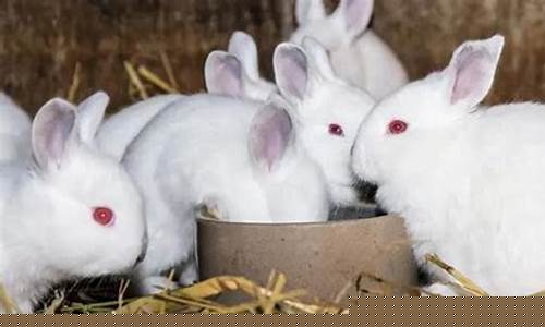 央视财经直播养殖兔子(农业频道养殖兔子)_https://www.fzdzcxj.com_科创板_第1张