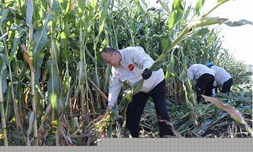 玉米期货大赛视频直播回放(玉米期货一手多少吨)_https://www.fzdzcxj.com_创业板_第1张