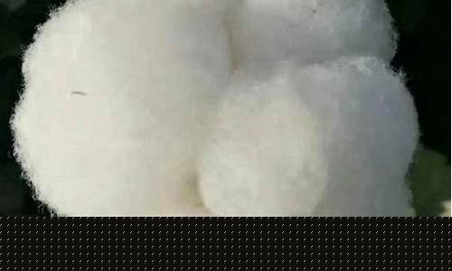 郑棉期货今日最新消息直播(郑棉期货今日最新消息直播视频)_https://www.fzdzcxj.com_科创板_第1张