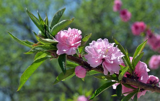 芒果期货直播室国际(芒果期货直播室外盘)_https://www.fzdzcxj.com_北交所_第1张